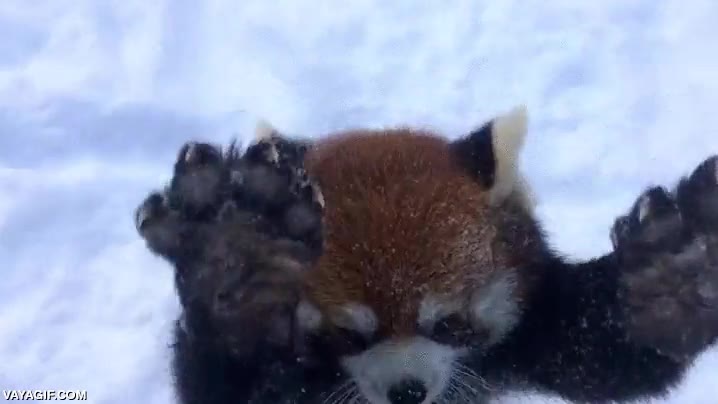 panda rojo,oso,adorable hasta no poder más,nieve,jugar,frio