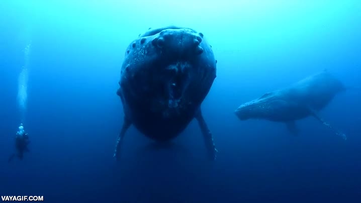 ballena,d&iacute;ria que es una jorobada,tama&ntilde;o,submarinista,cetaceos
