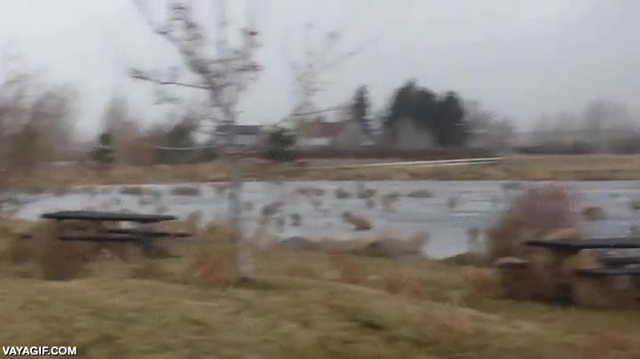 la gran migraci&oacute;n,planta rodadora,tumbleweed,bolas