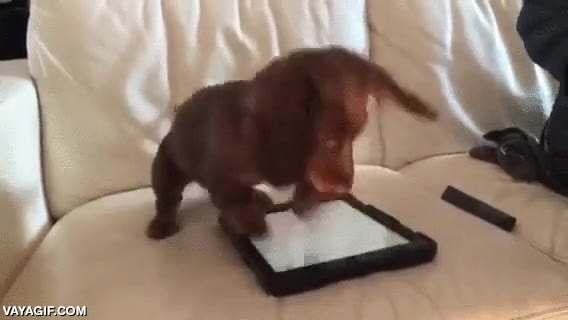 perro,cachorro,dachshund,ipad,table,jugar