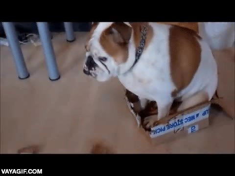 perro,bulldog,caja de cartón,gato reencarnado,meterse