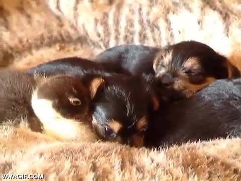 camada,cachorros,perros,pato,hermanos adoptivos,familia