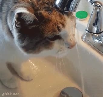actuar con normalidad,beber agua,gato,chorro,grifo,cara mojada