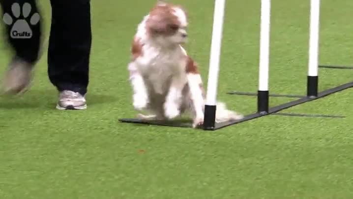 perro,ir bien pero al final liarla,agility,fail,chocar,ultimo poste