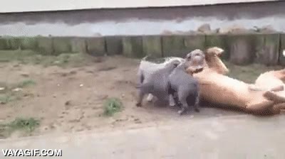 pitbull,perro,jugar,cachorros,entrañable,adorable