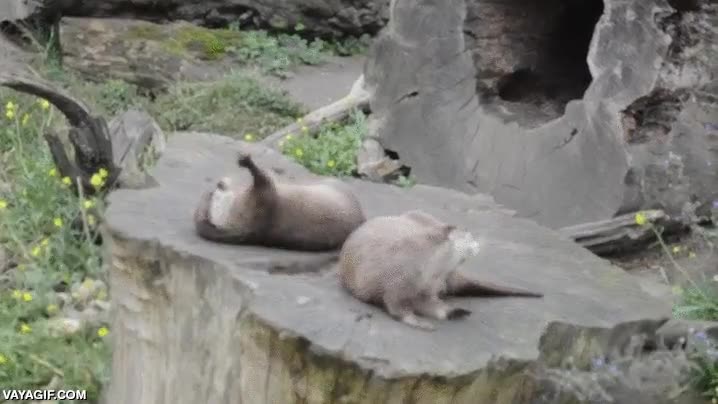 nutria,malabarista,piedra,pasarse,atrapar,al vuelo,jugar