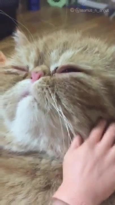 trampa,mano,acariciar,ha jugado con tu percepci&oacute;n del tama&ntilde;o eh?,gato,animal