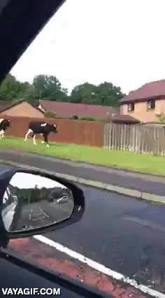 vaca,escapar,huida,policia,pastor detras,ganadero,perseguir