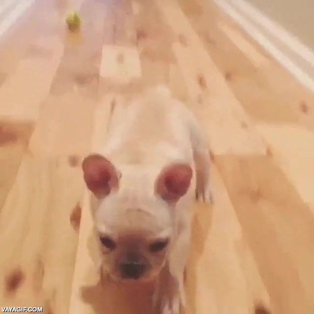Bueno, igual no es el perrito más listo que he visto, pero al menos es adorable adorable,perro,buscar,pelota,lanzar,no se entera