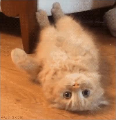 gato,arrastrarse,de espaldas,llamar,ojos como platos