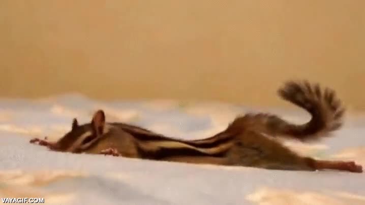 estirarse,ardilla,adorable,restregarse,siesta