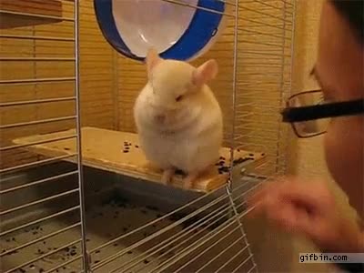 Una chinchilla tímida y avergonzadita de los mimos que le dan chinchilla,jaula,beso,que adorable,raton