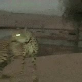 animal salvaje,arabes,no son mascotas,libertad,atropello,guepardo