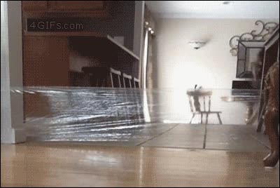 Cuando intentas trollear a tu gato, el karma felino siempre te la devuelve merecido,resbalar,resbalon,fail,gato,troll,al suelo,caer
