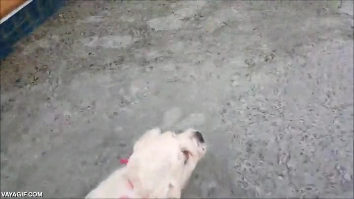 piscina,lanzarse,cachorros,agua,perro,golden