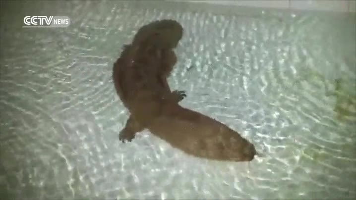 salamandra,anfibio,cocodrilo,del tama&ntilde;o de un cocodrilo,giagnte,china,200 a&ntilde;os