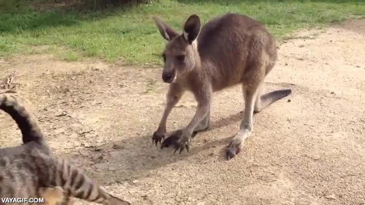 canguro,gato,acariciar,peinar,limpiar,walabi