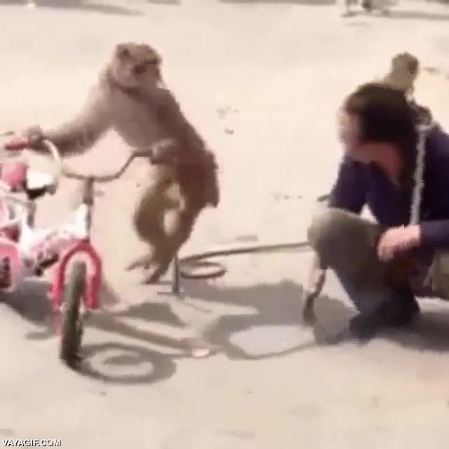 mono,bicicleta,simio,patada,muy garrulo,babuino