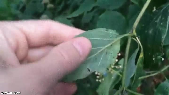 girar,hojas,bayas,veneno,venenoso