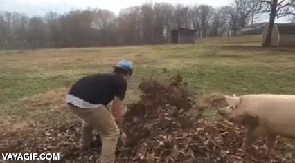 cerdo,jugar,hojas secas,hojarasca