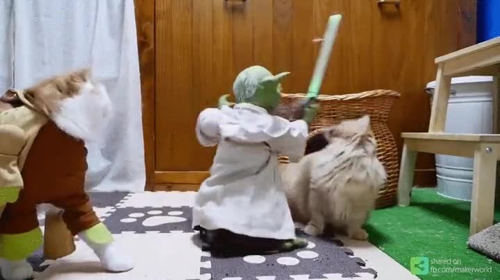 Enlace a El despertar de la fuerza felina