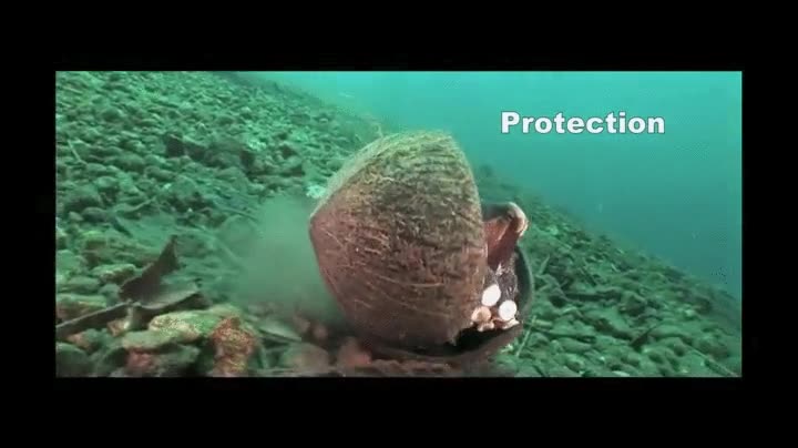 Este pulpo se mueve por el fondo marino con dos cocos para usarlos como protección pulpo,coco,fondo marino,rodar,protección