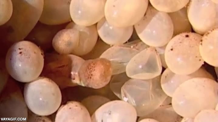 pulpo,bebe,salir,romper,eclosion,eclosionar,huevo,cr&iacute;a