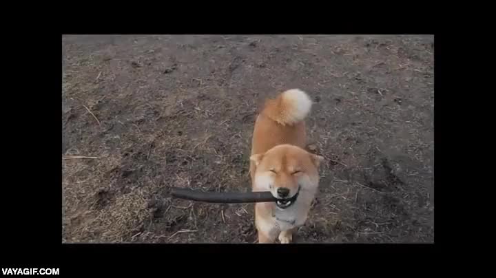 perro,shiba inu,doge,feliz,jugar