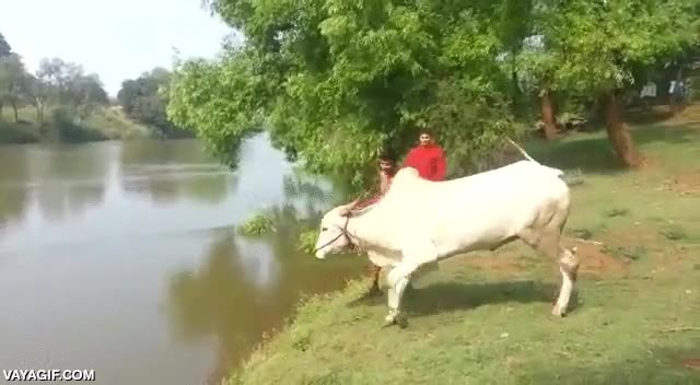 vaca,bañarse,saltar,agua,nadar,seguir,cruzar,río