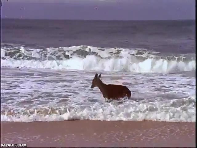 Enlace a Tenemos en exclusiva los primeros segundos del nuevo crossover 'Bambi buscando a Nemo'