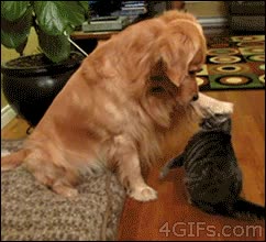 vacilon,tranquilito,toquecitos,cabeza,quieto,chulo,gato,perro