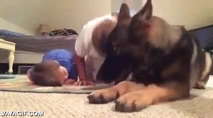 ejercicio,perro,pastor aleman,ni&ntilde;o,hijo,madre,deporte