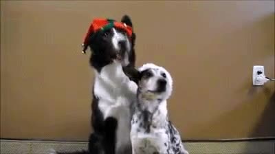 amistad,perro,colegas,navidad
