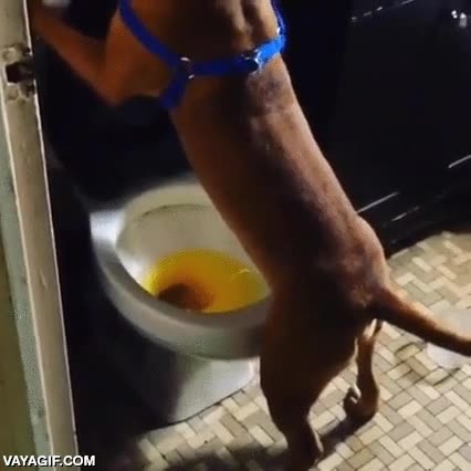 perro,boxer,lavabo,de pie,excelente adiestramiento