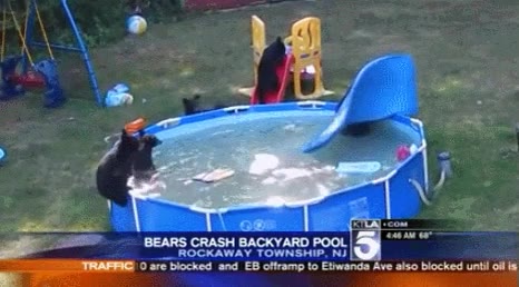 oso,fiesta,cr&iacute;as,ba&ntilde;arse,darse un ba&ntilde;o,jard&iacute;n de una casa,vacaciones en familia