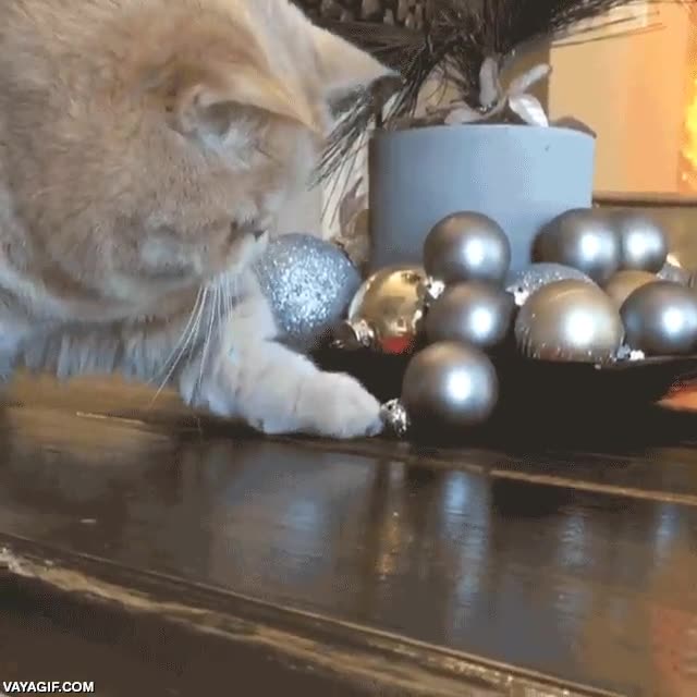 humano,gato,bolas,arbol,arbolito de navidad,navideño