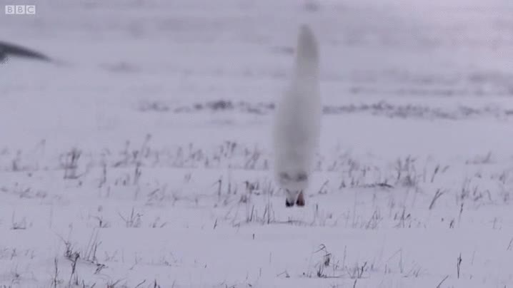 zorro,artico,de las nieves,cazar,meter la cabeza