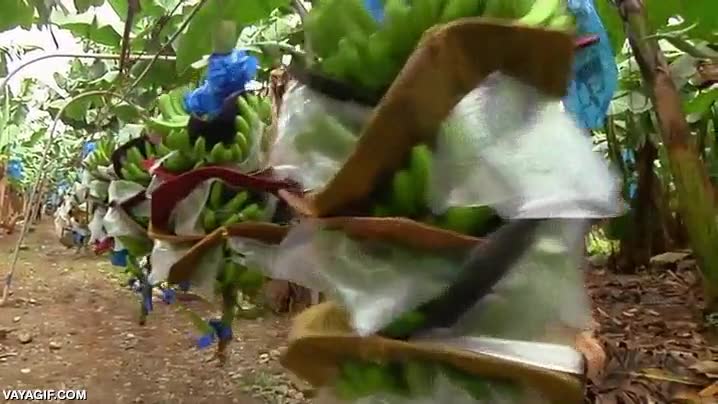 Enlace a Así se recogen los plátanos en esta plantación
