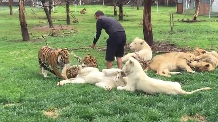 cosas que hay que recordar,felinos,tigre,leon,jaguar,leopardo