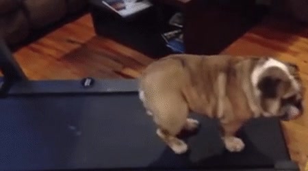 perro,bulldog,puedo parar ya?,cinta de correr,moverse,mirada de compasión