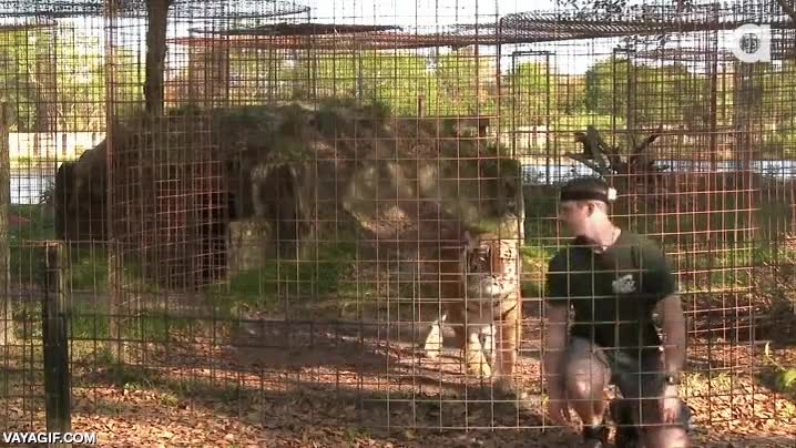 dar la espalda,atacar,cuidador,al acecho,tigre,levantarse