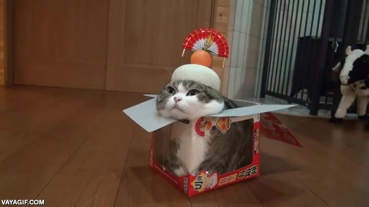 gato,colar,caja,sombrero,japoneses,inmovil,estatico,quieto