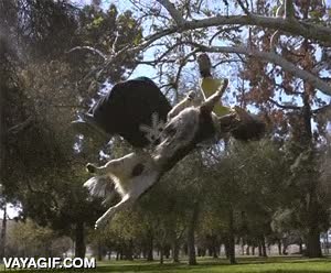 voltereta,backflip,perro,mortal,a la vez,sincronizado