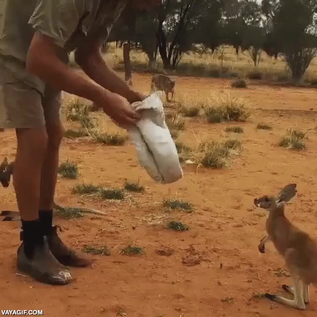 cuidador,canguro,bolsa,meterse,instinto,cachorro,cr&iacute;a