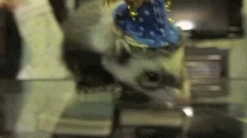 huron,ferret,sombrero,fiesta,navidad,prepararse