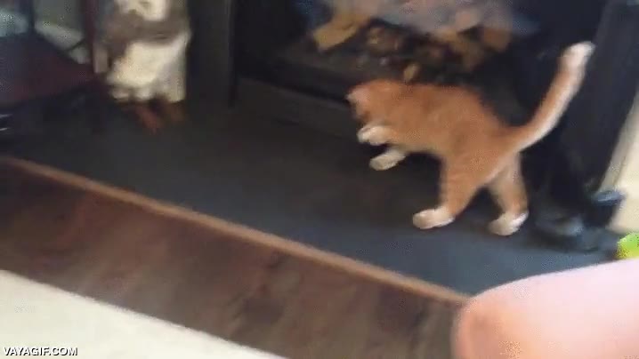 zapatos,gato,incomodo,molesto,caminar