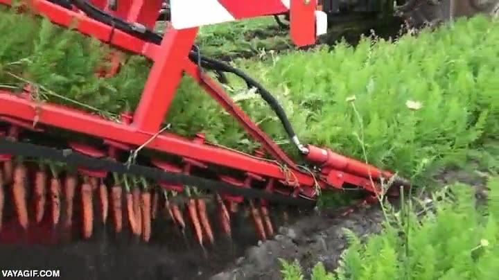 recoger,zanahoria,agricultura,maquinaria agricola
