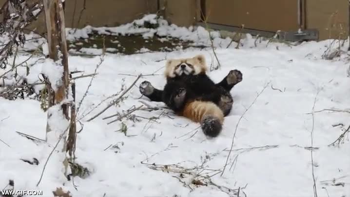 panda rojo,relajarse,tumbado,nieve,oso