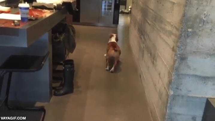 perro,bulldog,marcha atr&aacute;s,hacia atr&aacute;s,al rev&eacute;s,peluche,tirar