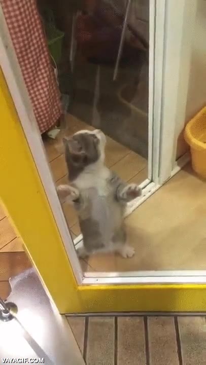 gato,gatito,regalos,emocion,nervios